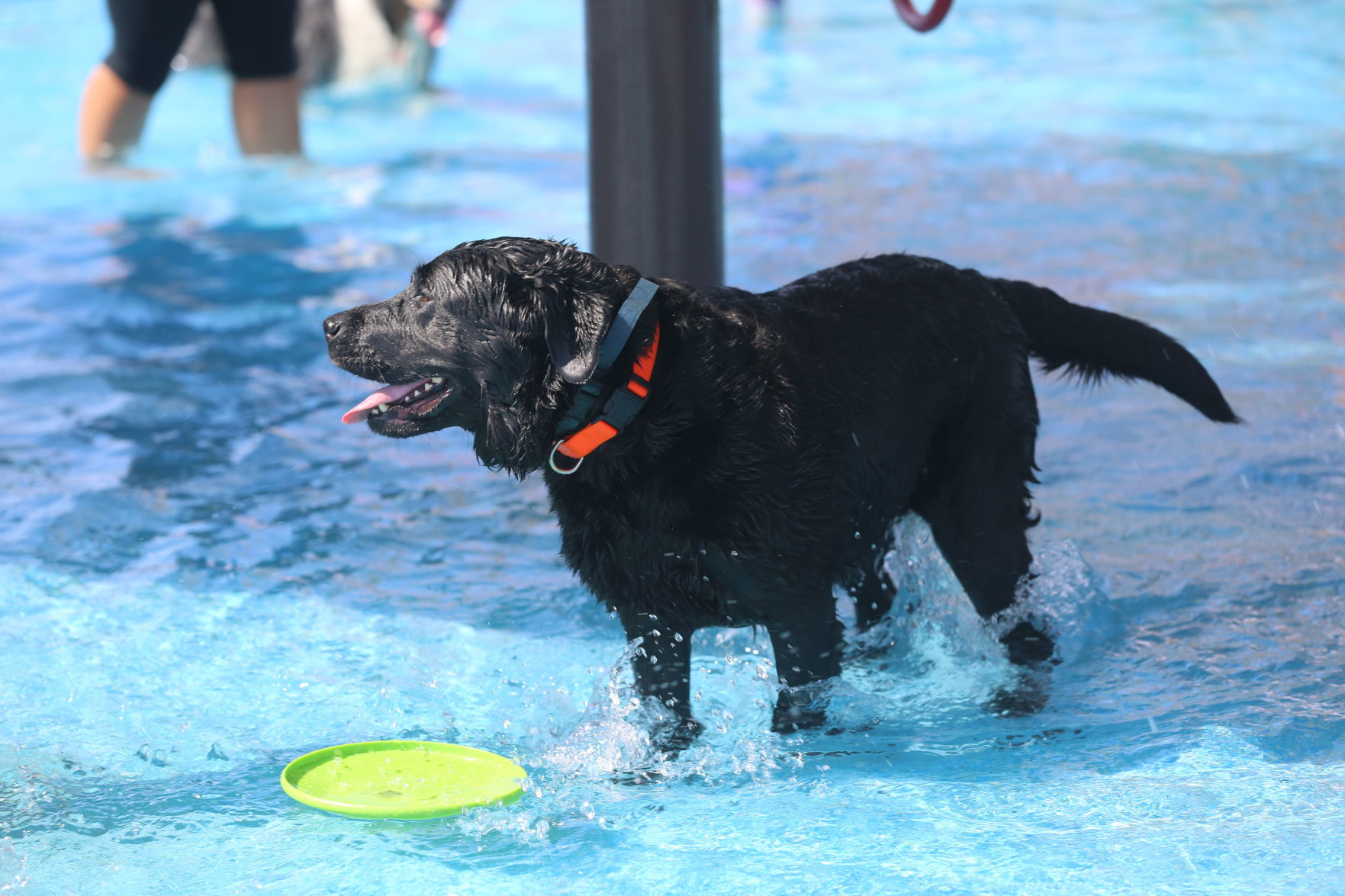 090919_gal_WWdogs (43)